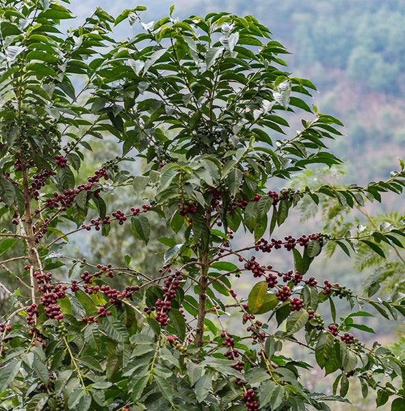 Photo of Dreams Sugarcane Decaf, Guatemala