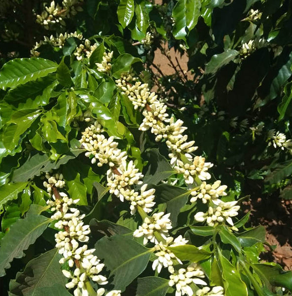 Photo of Seasonal Espresso - Fazenda São Mateus Natural, Brazil