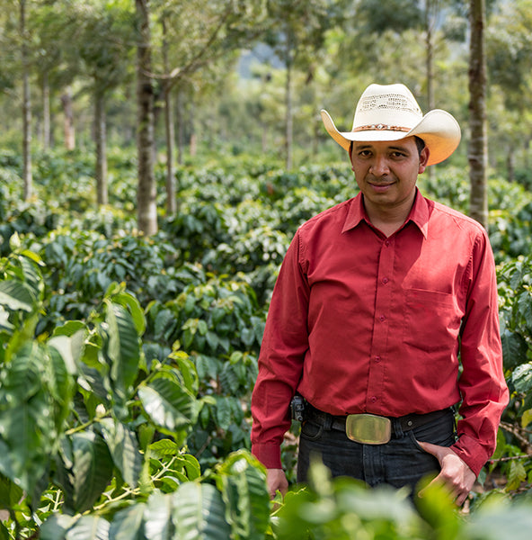 Photo of Finca Filadelfia Washed, Guatemala