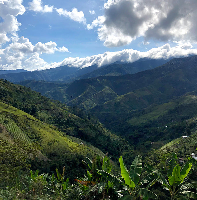 Brayan Smith Pacamara Washed, Colombia