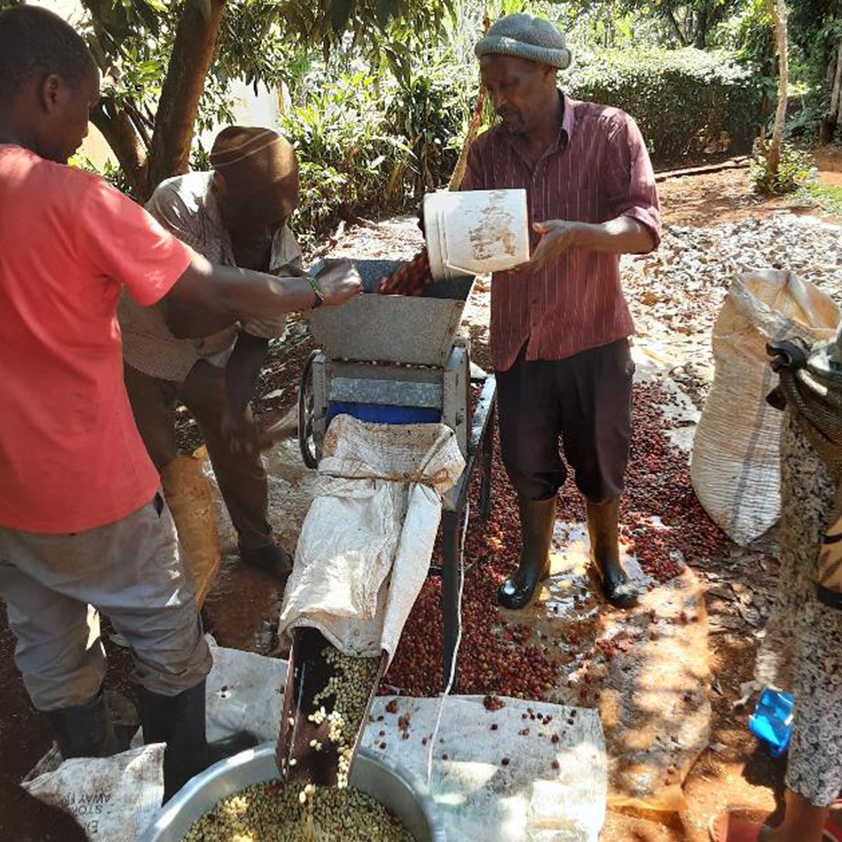 Gicherori AA Washed, Kenya
