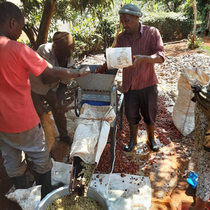 Gicherori AA Washed, Kenya