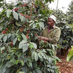 Gicherori AA Washed, Kenya