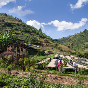 Gisheke Washed, Rwanda