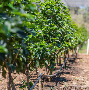 El Durazno White Honey, Guatemala