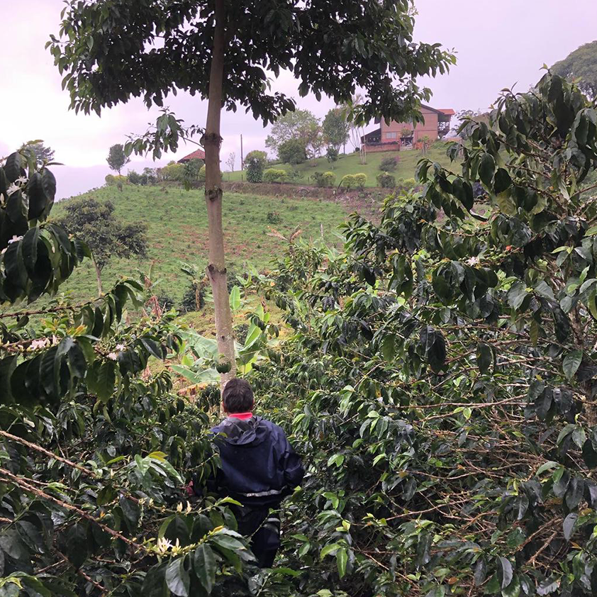 Sebastian Gomez Natural Carbonic Maceration Gesha, Colombia