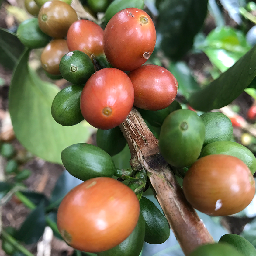 Sebastian Gomez Natural Carbonic Maceration Gesha, Colombia