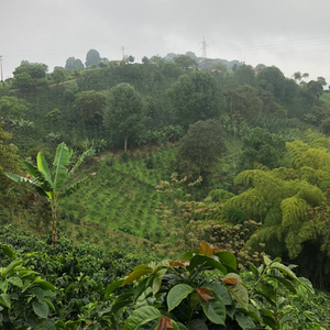 Sebastian Gomez Natural Carbonic Maceration Gesha, Colombia