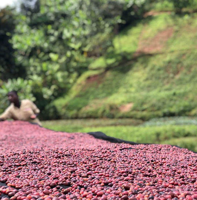 Izuba Ryamukona Washed, Burundi