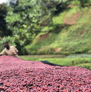 Izuba Ryamukona Washed, Burundi