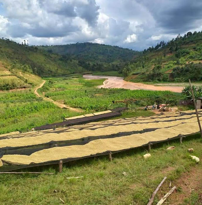 Izuba Ryamukona Washed, Burundi