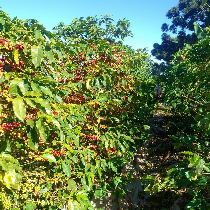 Seasonal Espresso - Serra Dos Borges Natural, Brazil