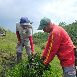 Terra Community Bourbon Sidra Washed, Colombia